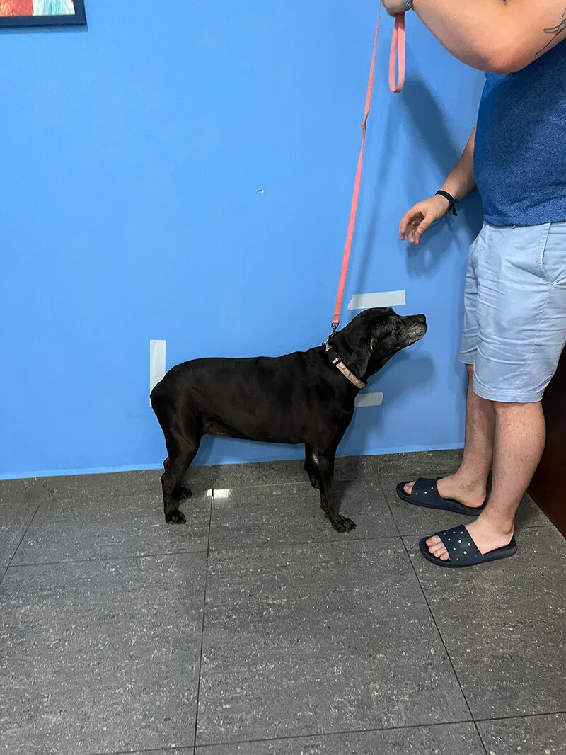 Measuring a pet for a travel crate