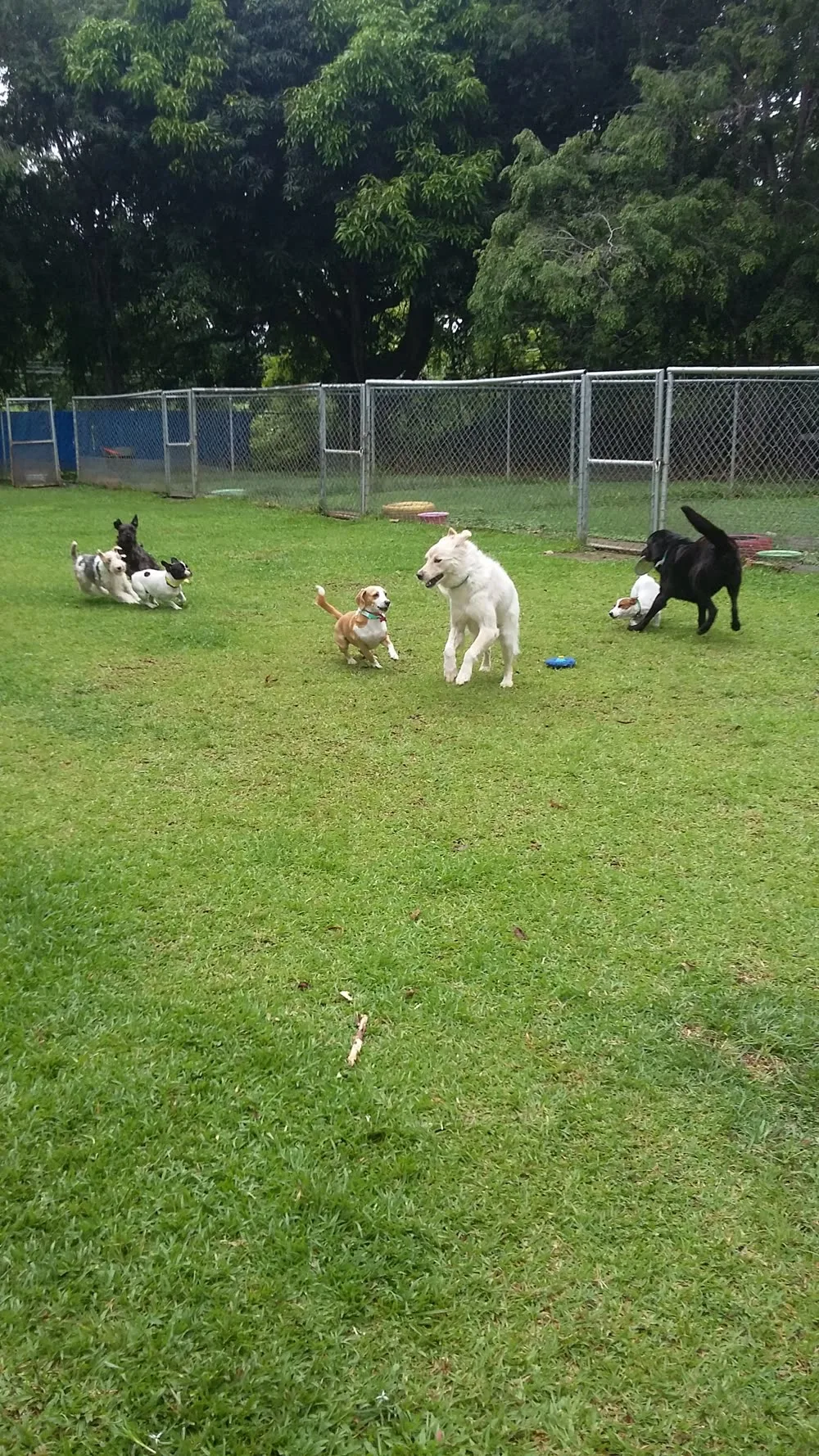 Dogs-only location